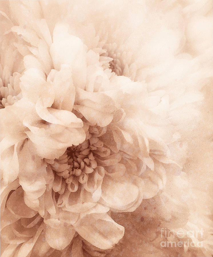Soft Dahlia Photograph by Arlene Carmel