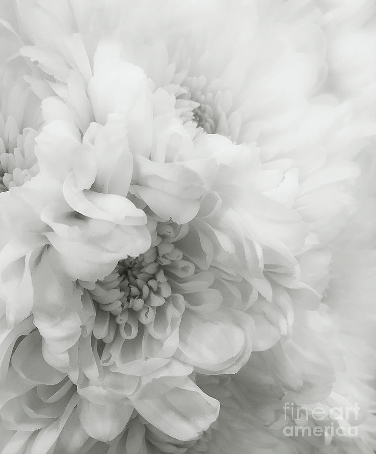 Soft Dahlia White Photograph by Arlene Carmel