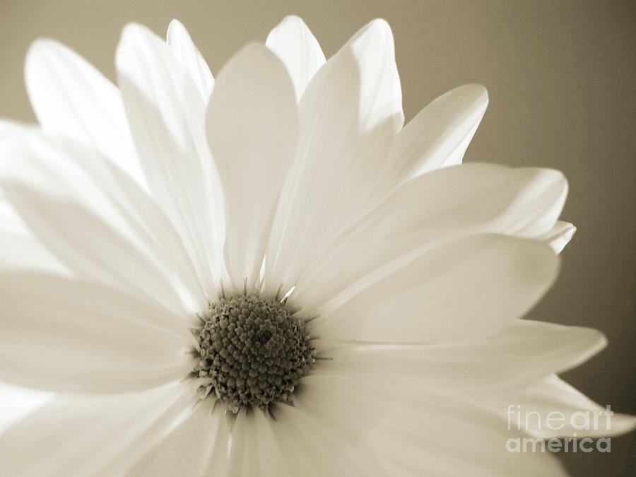 Soft Daisy by Kelly Holm Soft Daisy by Kelly Holm