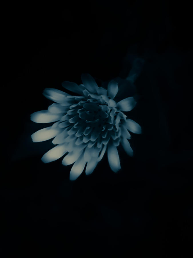 Soft Dandelion in Bleu Sepia Photograph by Heather Joyce Morrill | Fine ...