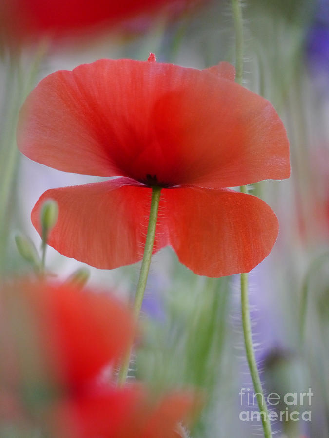 Soft Dawn Poppy Photograph by Rachel Morrison