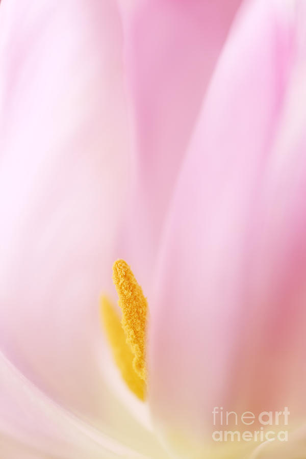 Soft Delicate Pink n Yellow.. Photograph