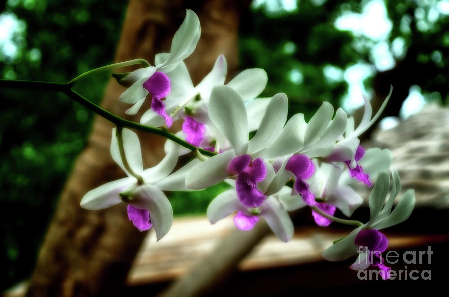 Soft Dendrobium Orchids Photograph by Michelle Meenawong