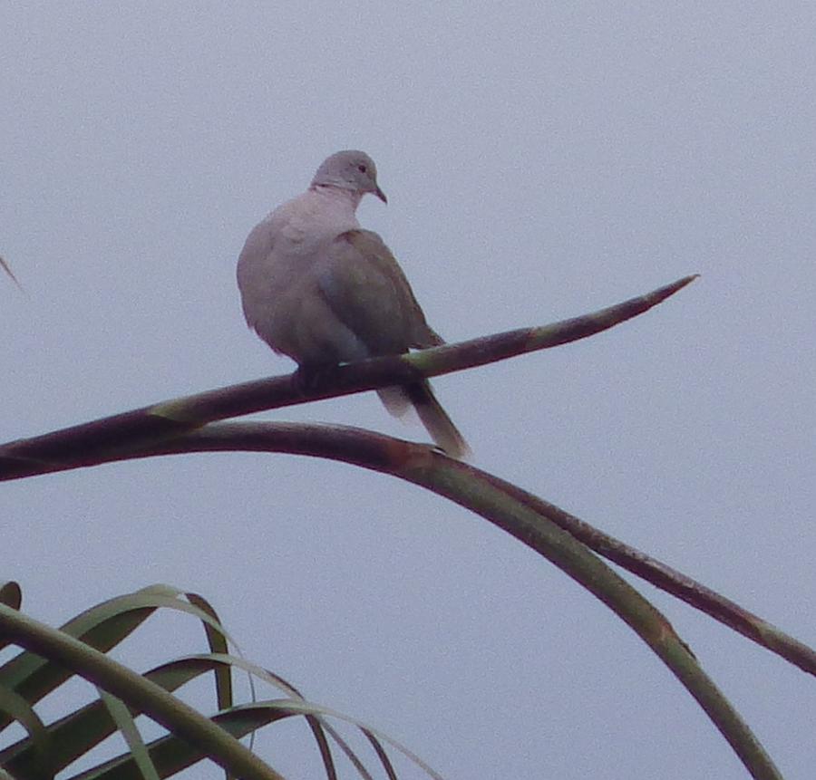 Soft Dove in the Palm Tree Photograph by Jan Moore