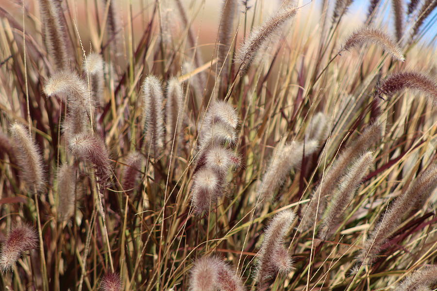 Soft Dried Plumes of Desert Grass Photograph by Colleen Cornelius
