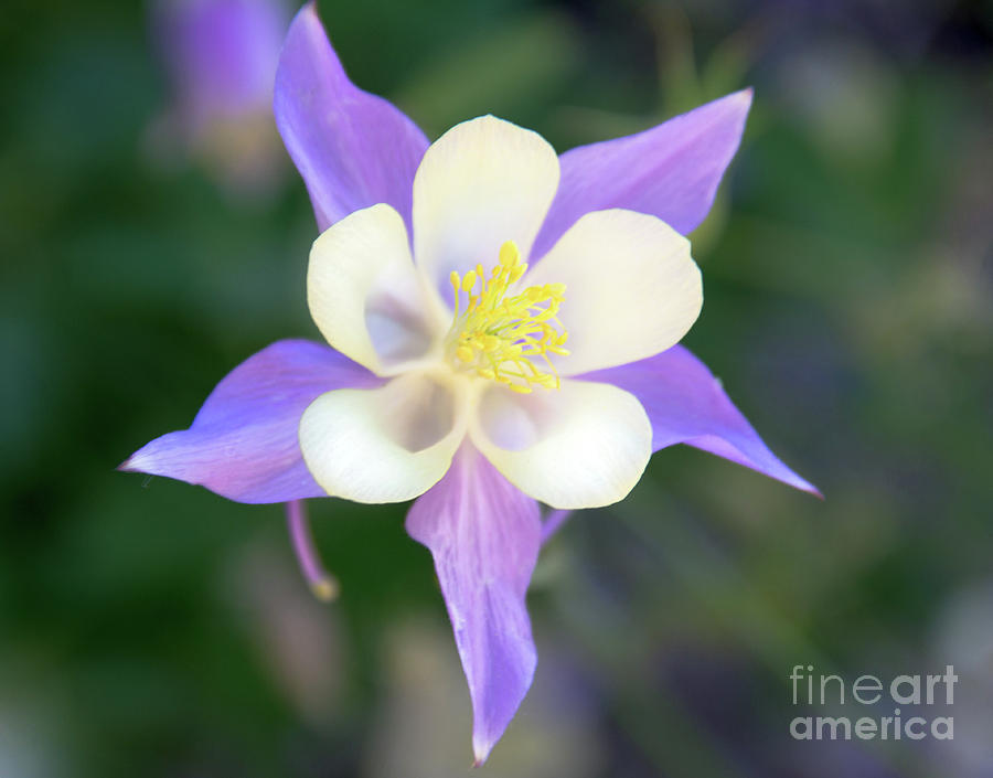 Soft Elegant Columbine Flower Photograph by Amy Sorvillo