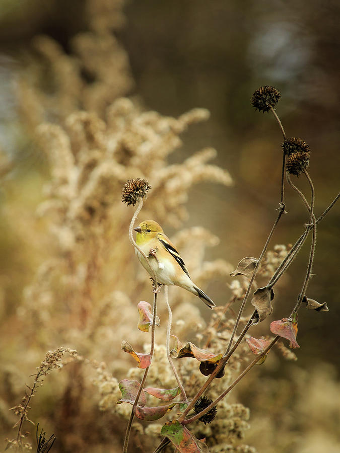 Soft Fall Goldfinch Photograph by Joni Eskridge