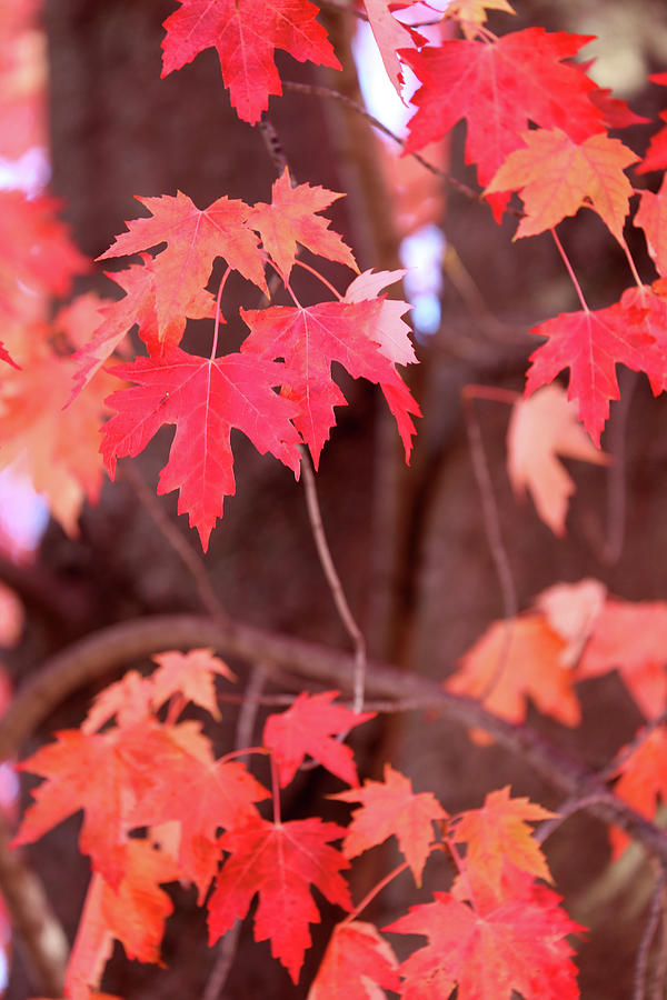Soft Fall Maple Red Photograph by Mary Bedy