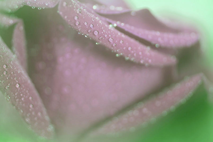 Rose Photograph - Soft Feelings of Rose by The Art Of Marilyn Ridoutt-Greene