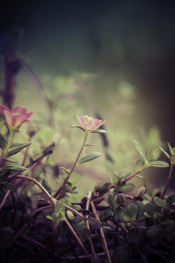 Soft Floral Photograph by Debra Forand