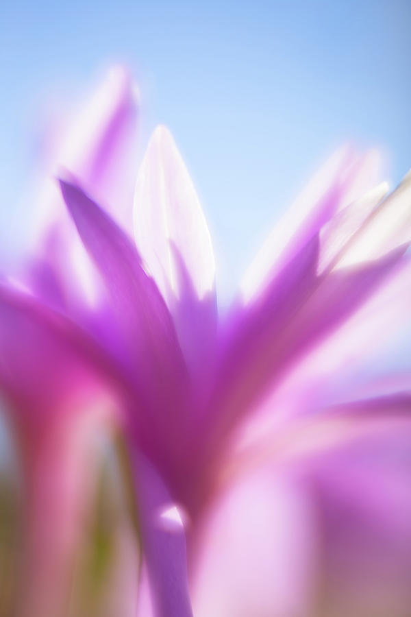 Soft Flower Photograph by Brian Hale