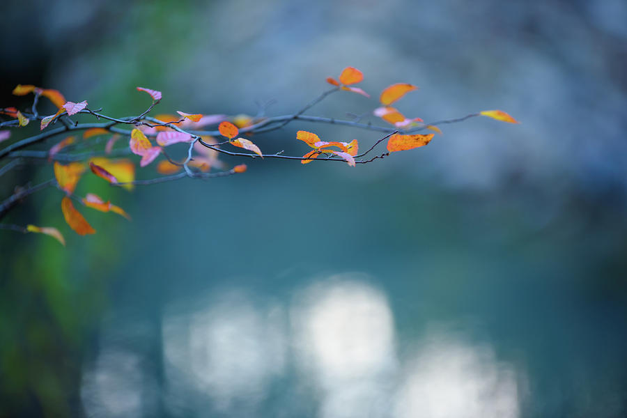 Soft Focus Autumn Leaves And Water Background Photograph by Ricardo Samuda