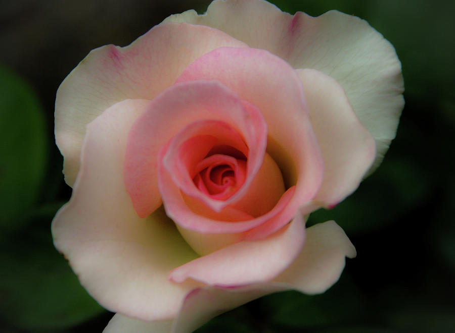 Soft Focus Blushing White Rose 0403 H_2 Photograph