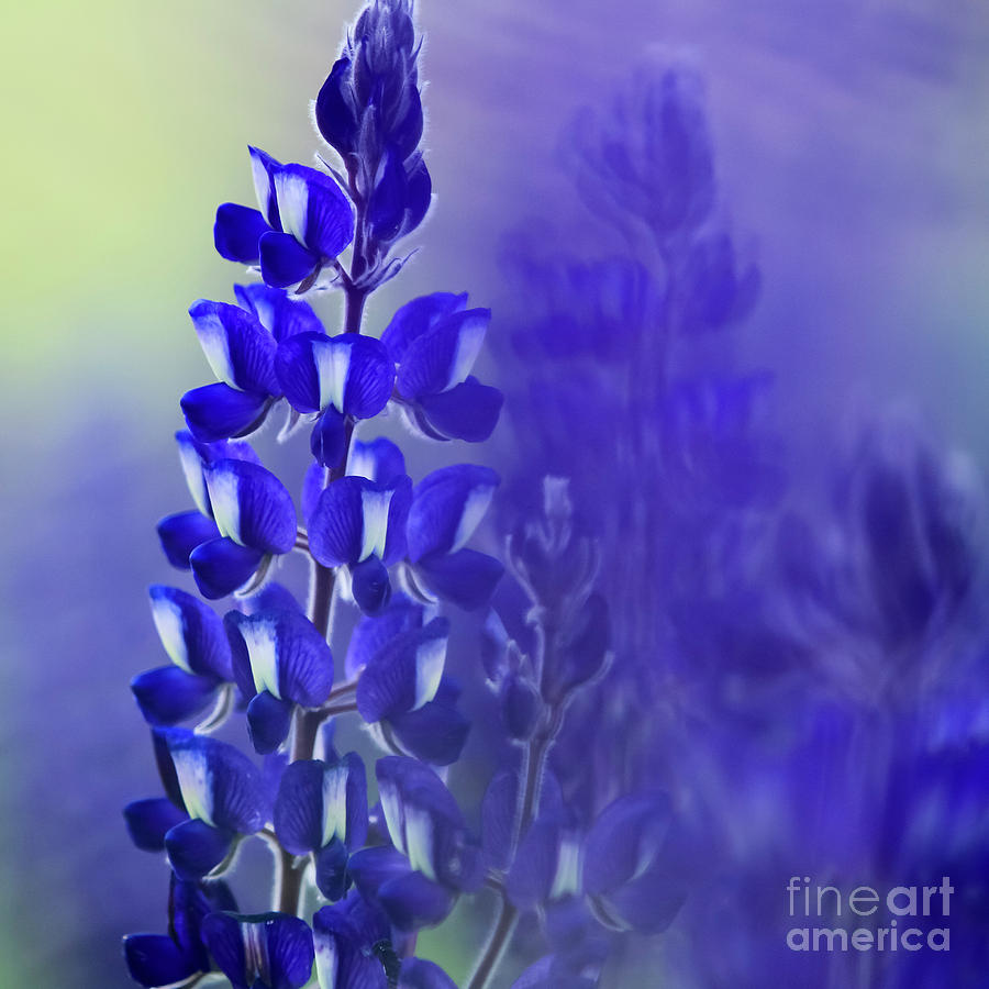 Soft focus Flowering Blue Lupin Photograph by Vladi Alon