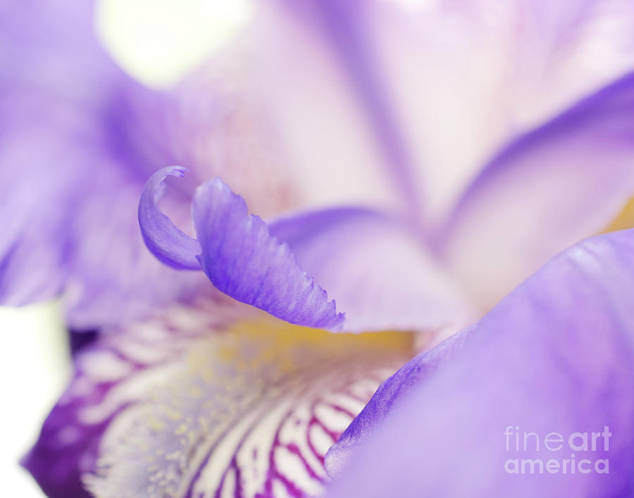 Soft Focus Iris Petals Botanical / Nature / Floral Photograph Photograph by PIPA Fine Art - Simply Solid