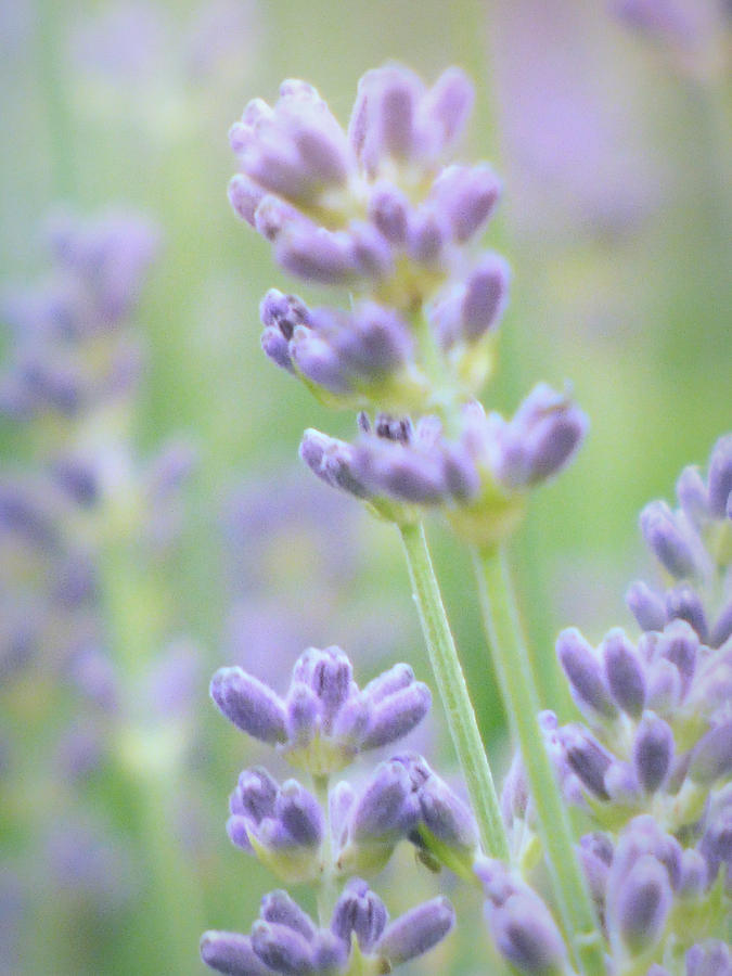Soft Focus Lavender Photograph by Lynn Bolt