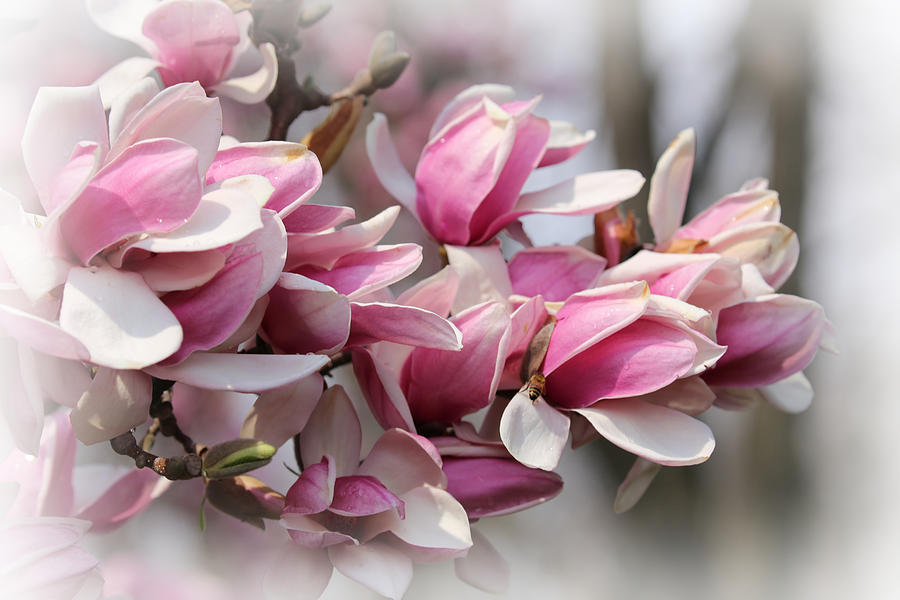 Magnolia Movie Photograph - Soft Focus  by Theresa Campbell