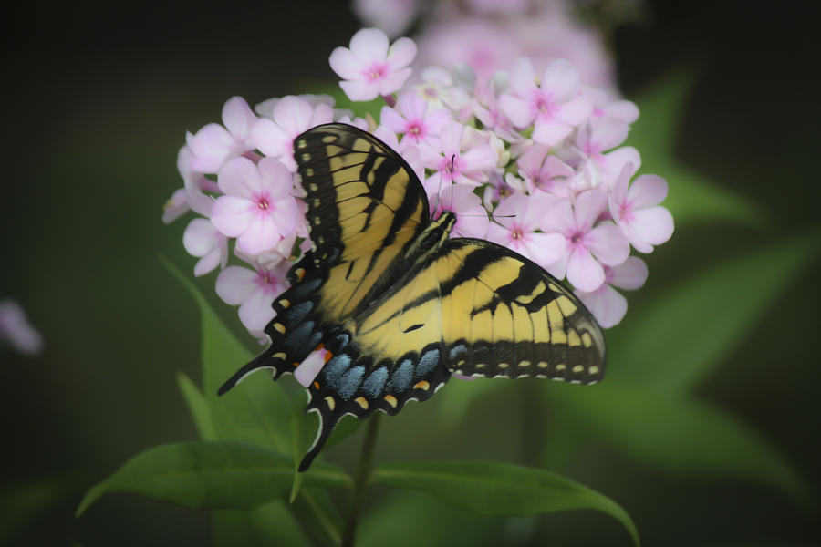 Soft Focus Tiger Swallowtail Photograph by Teresa Mucha