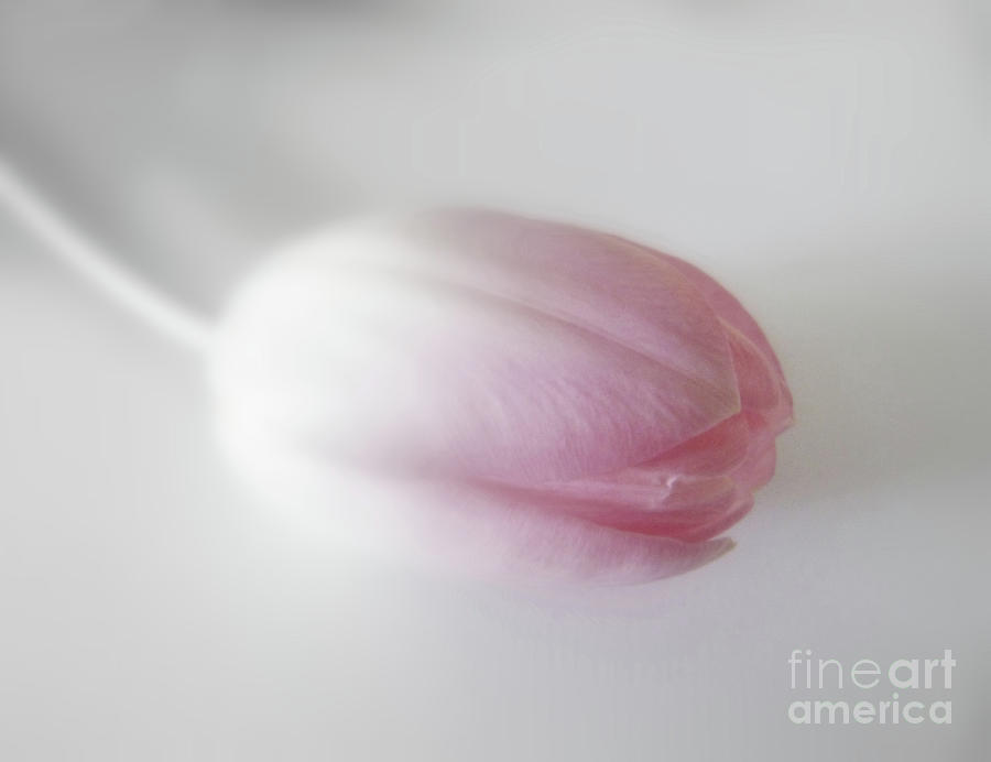 Black And White Photograph - Soft Focus Tulip by Lynn Bolt