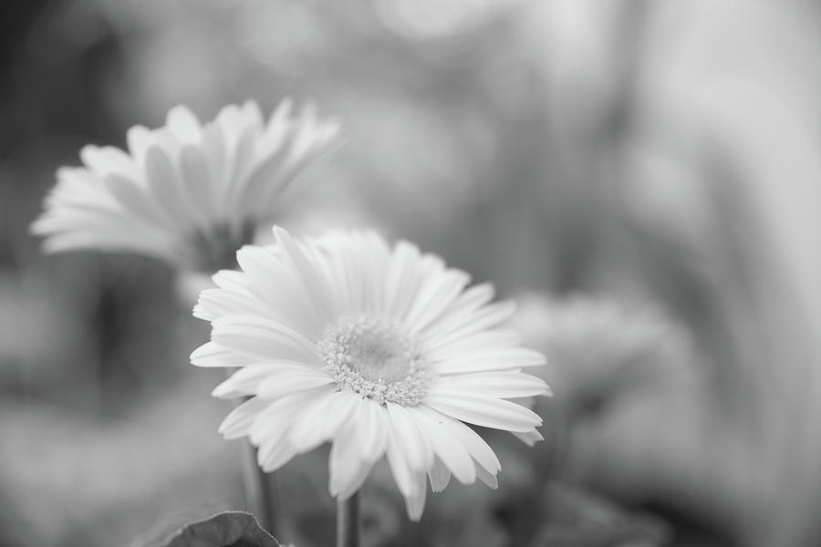 Soft Focused Gerbera Daisies Photograph by SR Green