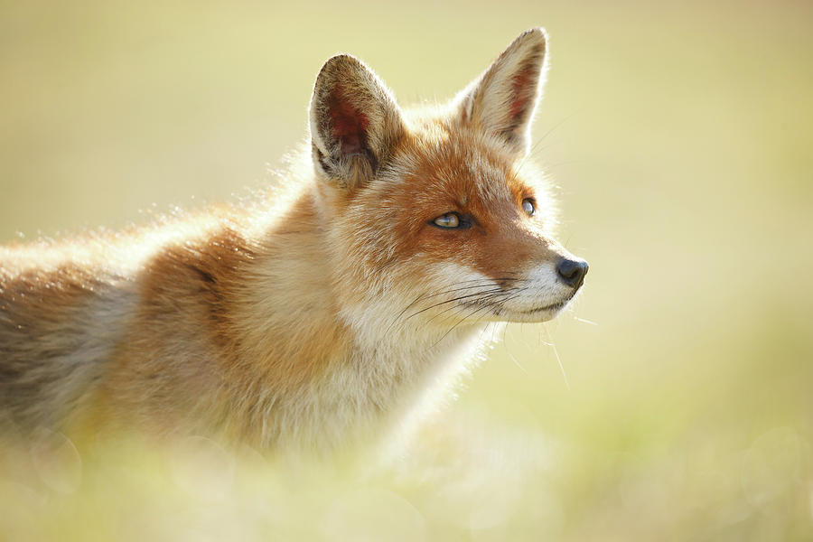 Animal Photograph - Soft Fox by Roeselien Raimond