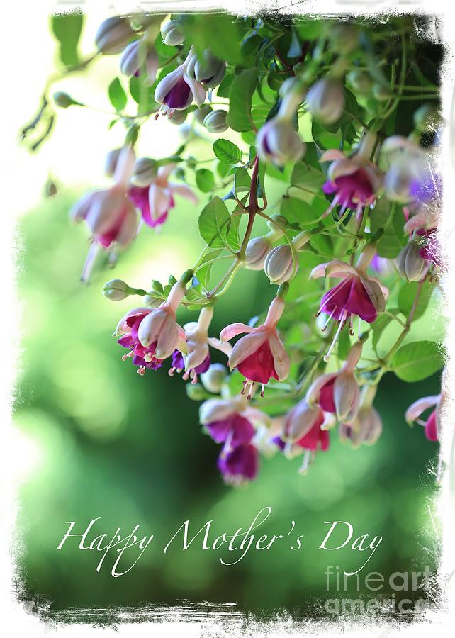 Soft Fuchsia Mothers Day Card or Poster Photograph by Carol Groenen