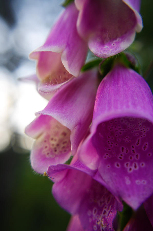 Soft Fuzzy Flower Photograph by Adria Trail