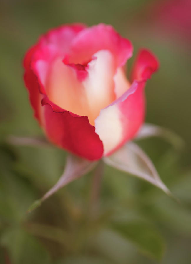 Soft Garden Rose Photograph by Teresa Wilson