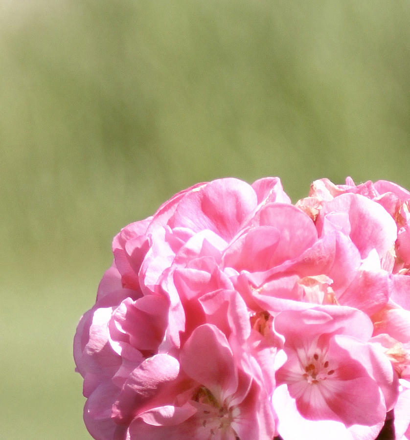 Light Pink Geranium Photograph by Inspired Arts