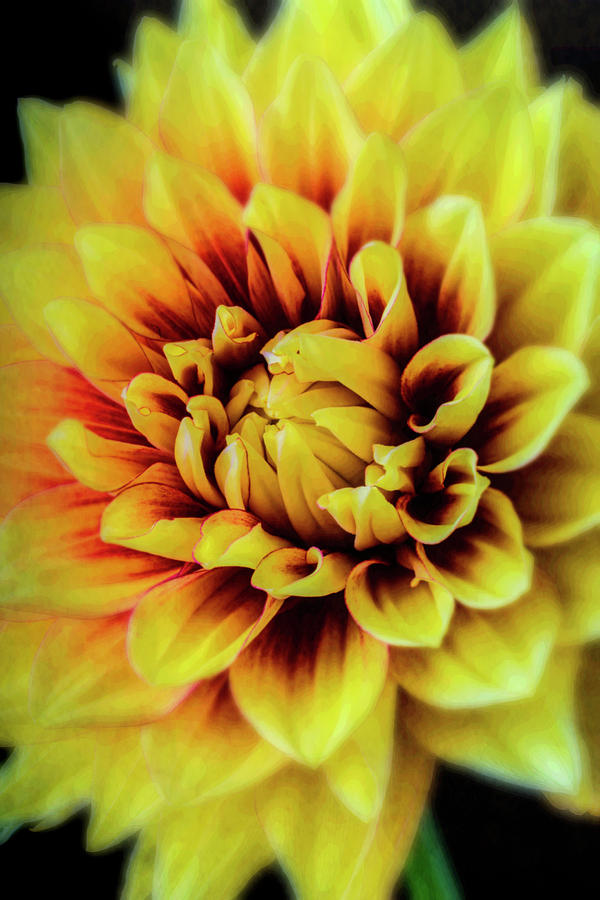 Still Life Photograph - Soft Graphic Dahlia by Garry Gay