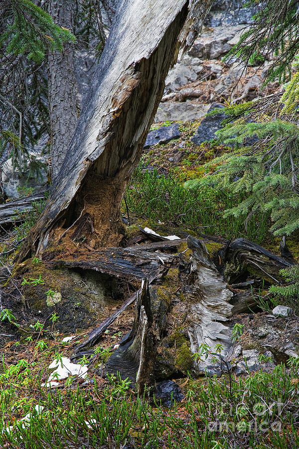 Soft-hearted Old Stump Photograph by Royce Howland