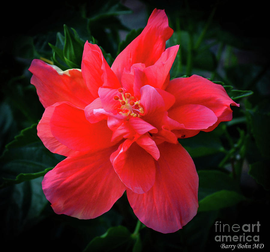 Soft Hibiscus Photograph by Barry Bohn