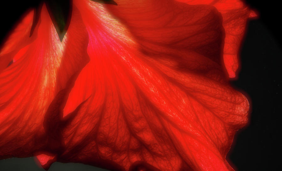 Flowers Still Life Photograph - Soft Hibiscus by Larry Jost