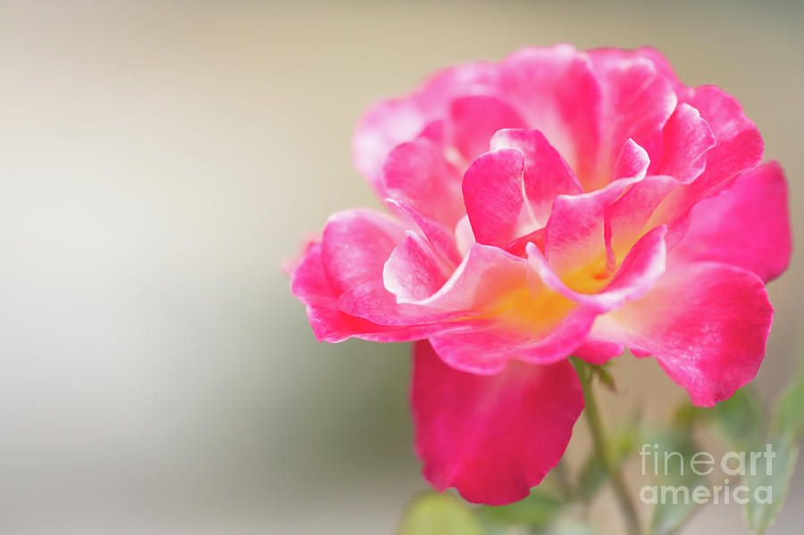 Cool Photograph - Soft as a Whisper of a Hot Pink Rose by Sabrina L Ryan
