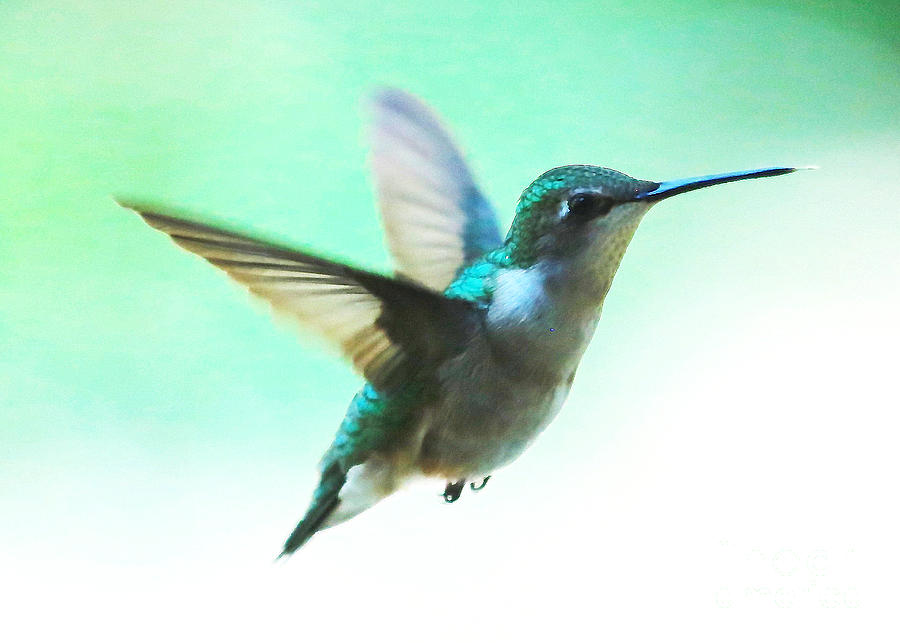 Soft Hummingbird Photograph by Carol Groenen