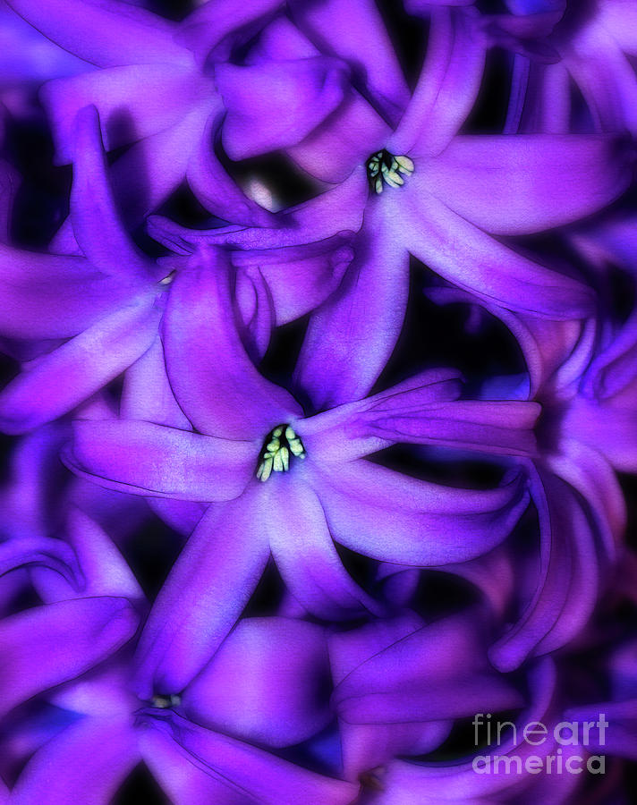 Soft Hyacinth Photograph by Judi Bagwell