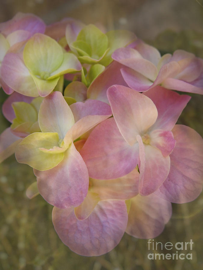 Soft Hydrangea  Petals Photograph by Ella Kaye Dickey