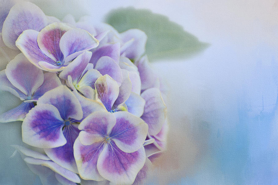 Nature Photograph - Soft Hydrangeas on Blue by Lynn Bauer