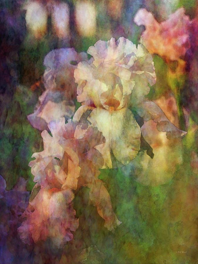 Soft Impression of Irises 6702 IDP_2 Photograph by Steven Ward