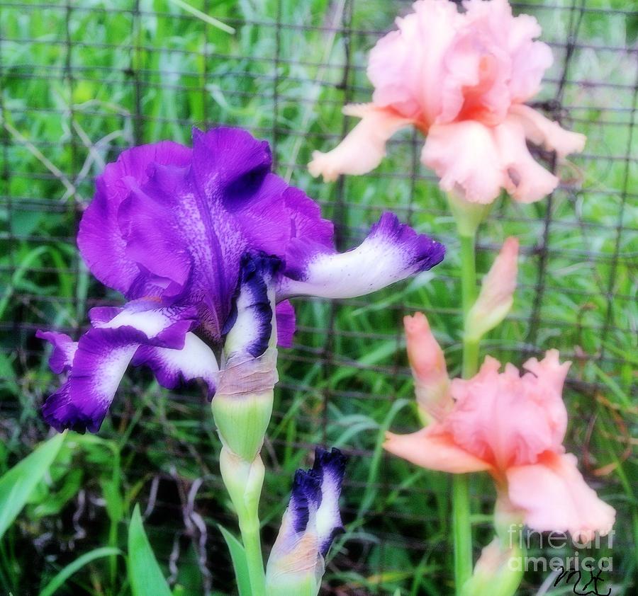Soft Iris Bouquet Photograph by Marsha Heiken