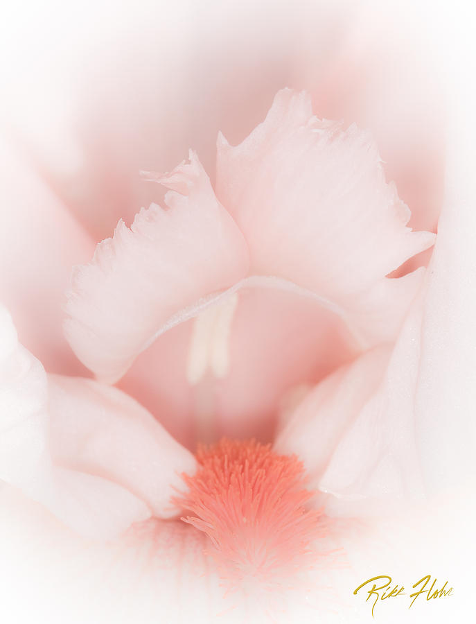 Soft Iris Photograph by Rikk Flohr