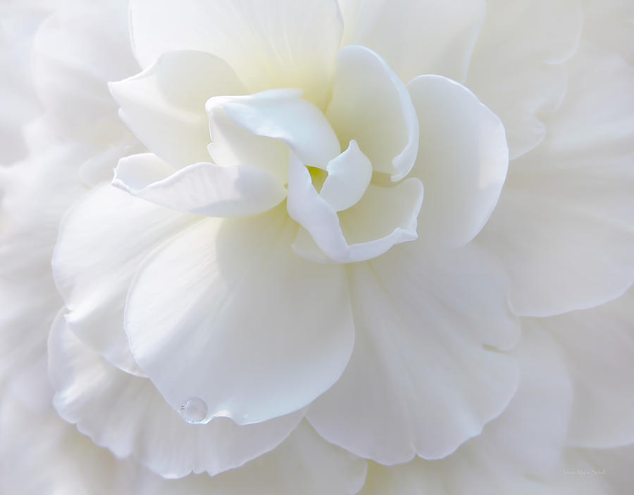 Soft Ivory Begonia Flower Photograph by Jennie Marie Schell