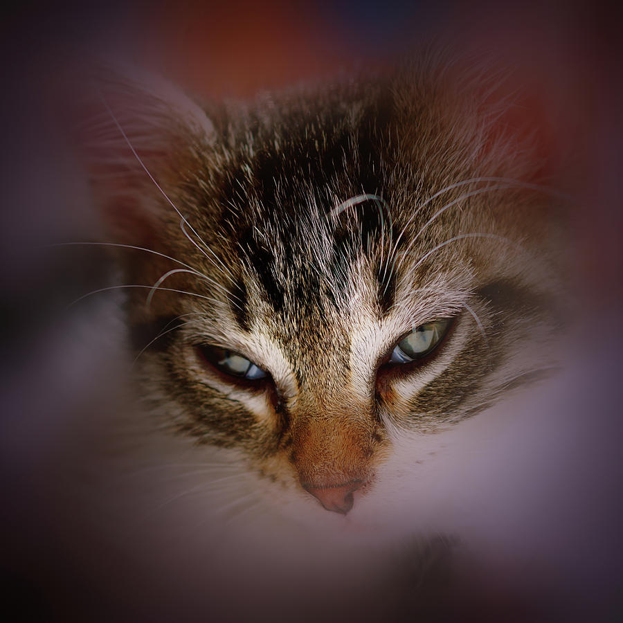Soft Kitten Photograph