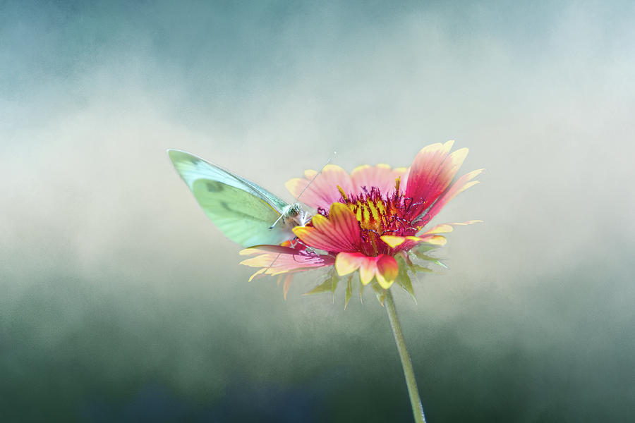 Butterfly Digital Art - Soft Landing by Terry Davis