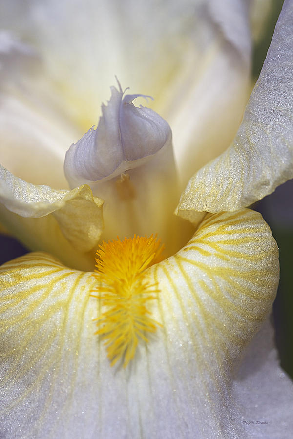 Soft Lavender Iris Photograph by Phyllis Denton