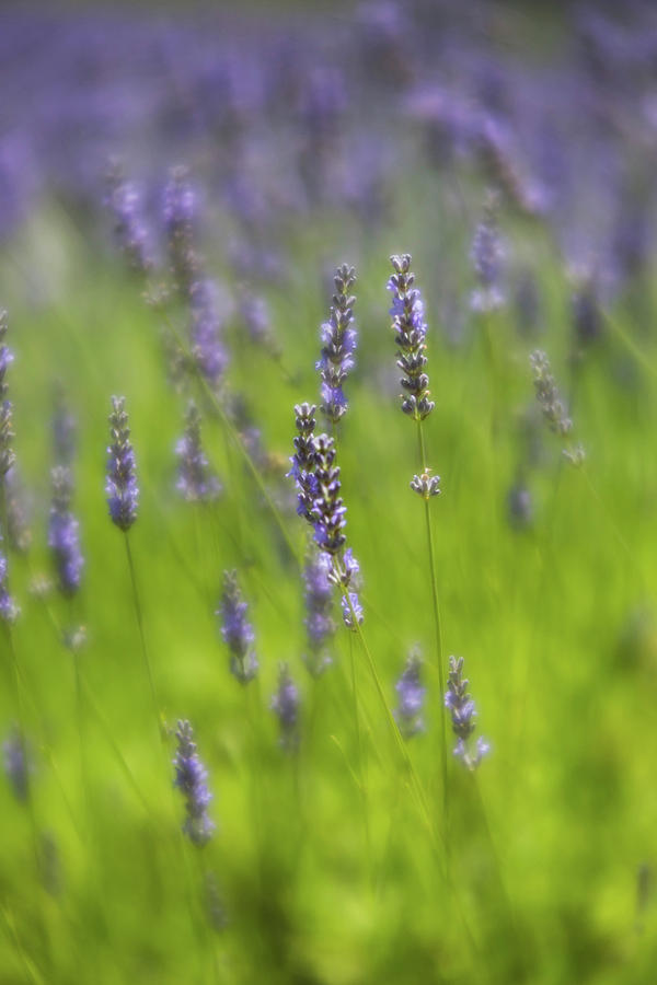 Soft lavender Photograph by Robin Nellist - Fine Art America