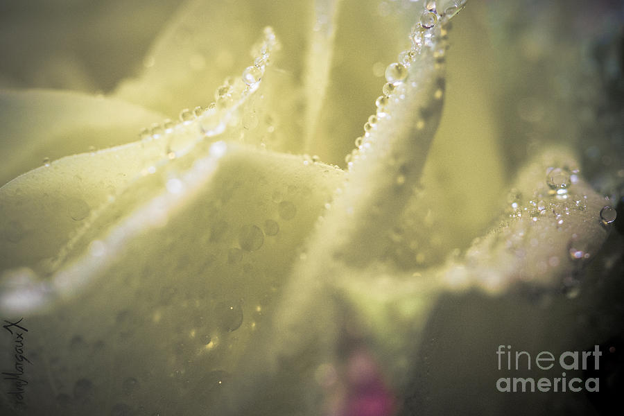 Soft Layers Photograph By Margaux Dreamaginations Fine Art America