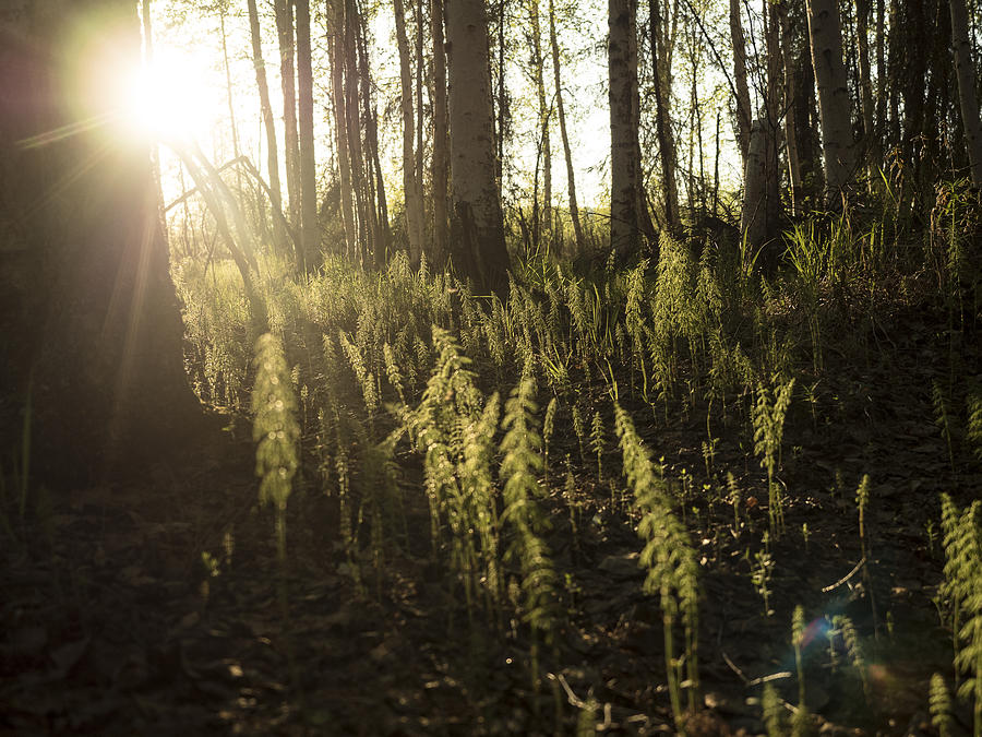 Soft Light on the Forest Floor Photograph by Ian Johnson