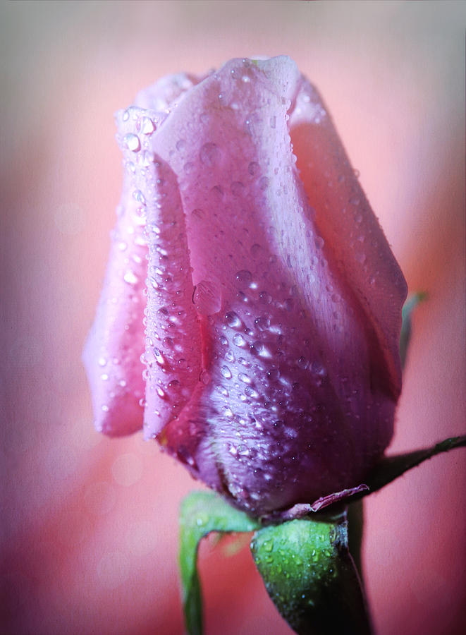 Soft light over pink Rose Photograph by Lilia S