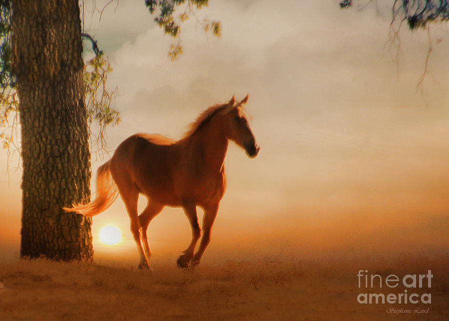 Horse Photograph - Soft Light by Stephanie Laird